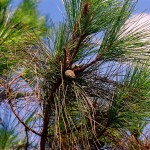 Pinus massoniana 