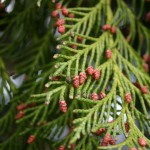 Chamaecyparis lawsoniana 