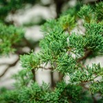 Juniperus chinensis 