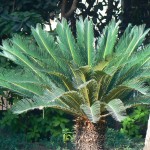 Cycas revoluta