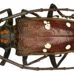 Batocera rubus