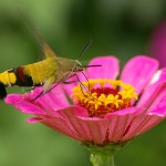 Cephonodes hylas