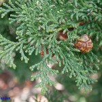 Chamaecyparis obtusa 