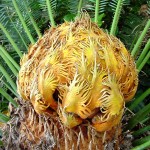 Cycas taiwaniana 