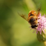 Eristalis tenax