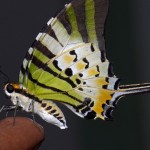 Graphium antiphates