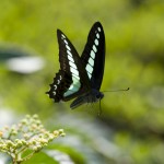 Graphium sarpedon