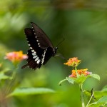 Papilio polytes