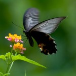 Papilio protenor