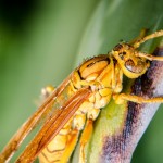 Polistes olivaceus