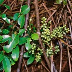 Gnetum parvifolium 