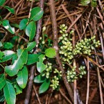 Gnetum parvifolium 