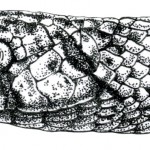 Lycodon subcinctus