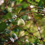 Ficus pumila