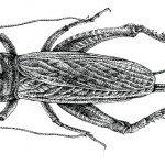 Brachytrupes portentosus