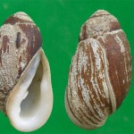 Ellobium chinensis