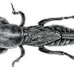 Gryllotalpa orientalis