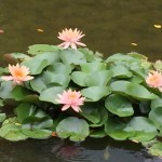 Nymphaea sp.