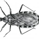 Triatoma rubrofasciata