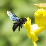 Xylocopa iridipennis