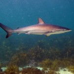 Carcharhinus obscurus