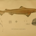 © 2012 Biodiversity Heritage Library