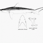 Carcharhinus macloti