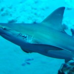 Carcharhinus plumbeus