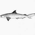 Scoliodon laticaudus 