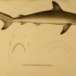 Carcharhinus sorrah