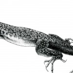 Leiolepis reevesii