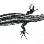Plestiodon quadrilineatus