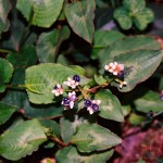 Polygonum chinense L.