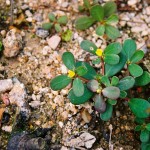 Portulaca oleracea L.