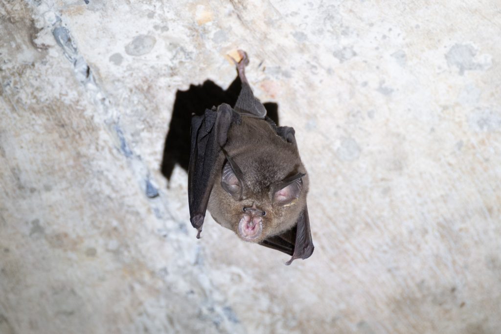 Least Horseshoe Bat Rhinolophus pusillus