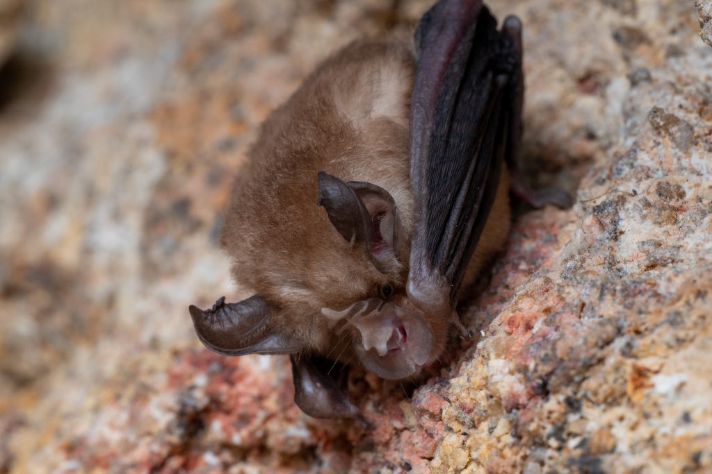 Least Horseshoe Bat © 2023 Edward